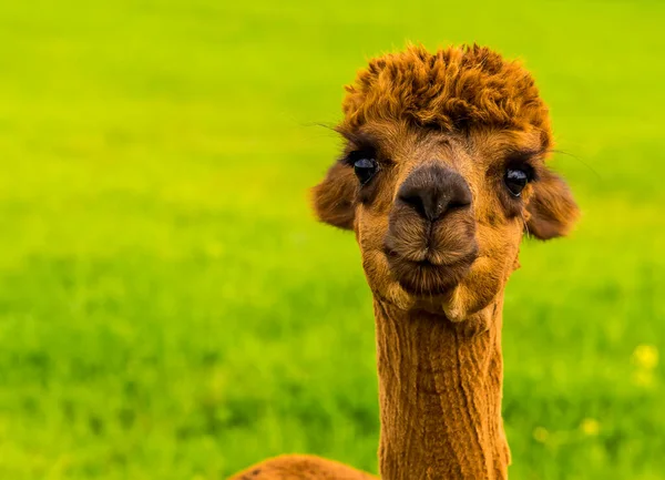 Uroczy Uroczy Kasztan Alpaca Kolorowe Charnwood Forest Wielka Brytania Wiosenny — Zdjęcie stockowe