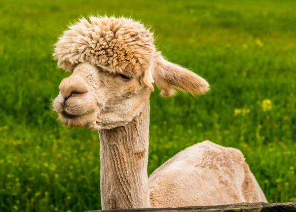 Recently Sheared Apricot Coloured Alpaca Gazes Distance Charnwood Forest Spring — Stock Photo, Image