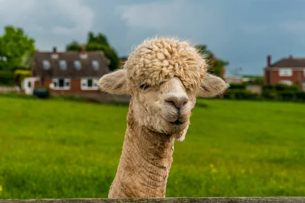 Alpaca Colore Albicocca Recentemente Tranciato Sbircia Oltre Recinzione Nella Foresta — Foto Stock