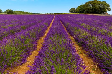 Mor lavanta çizgileri İngiltere 'nin Norfolk eyaletindeki Heacham köyünde hasat için hazır.