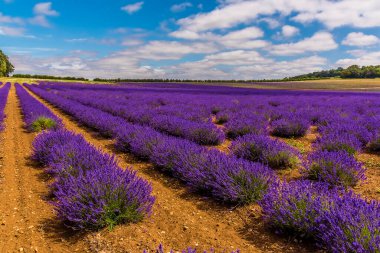 Mor lavanta çizgileri Heacham, Norfolk, İngiltere 'de düz bir alana yayıldı.