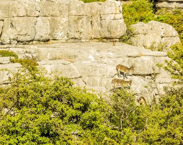 Steinböcke Streifen Sommer Durch Die Karstlandschaft Von Torcal Der Nähe — Stockfoto