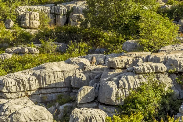 Spaanse Ibex Mengen Het Karst Landschap Van Torcal Buurt Van — Stockfoto