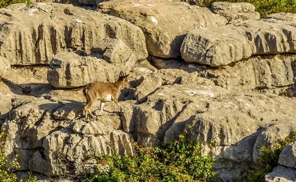 Een Spaanse Ibex Draf Door Het Karstlandschap Van Torcal Buurt — Stockfoto