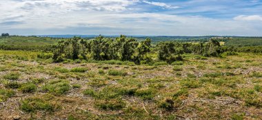 Ashdown Ormanı, Sussex, İngiltere 'nin Heathland ve Gorse çalıları arasında bir manzara.