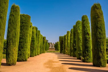 Yazın İspanya 'nın Cordoba şehrinde bir ağaç sütununda