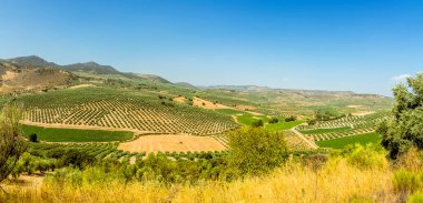 İspanya 'nın Montefrio kenti yakınlarındaki Endülüs yamacını süsleyen zeytin ağaçlarının manzarası