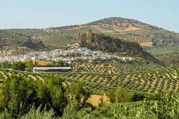 夏にはスペインのモンテフリオにある町や丘の上の要塞へのオリーブ畑の眺め — ストック写真
