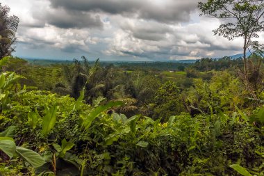 Bali, Asya 'nın dağlık kesimlerindeki pirinç teraslarına doğru ormanaltı manzarası
