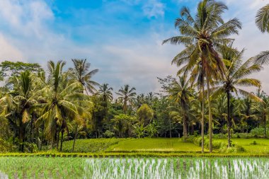 Asya, Bali 'de orman zeminli palmiye ağaçlarına doğru pirinç tarlaları manzarası