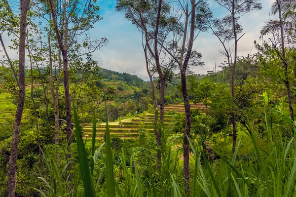 Pravidelné Rýžové Terasy Džungli Bali Asii — Stock fotografie