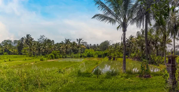 Une Vue Panoramique Sur Les Rizières Avec Une Toile Fond — Photo