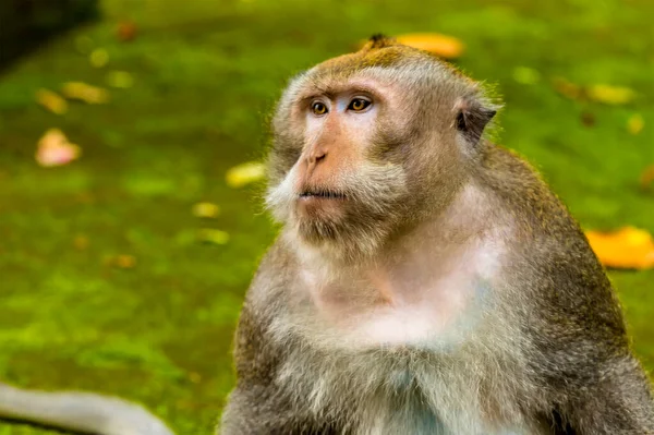 Mono Cola Larga Adulto Observa Tropa Jugando Bosque Monos Cerca — Foto de Stock