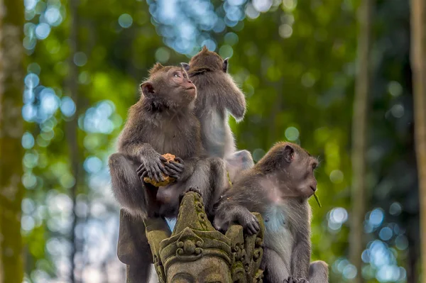 Junge Langschwanzaffen Klettern Auf Eine Statue Affenwald Bei Ubud Bali — Stockfoto