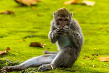 Uzun kuyruklu maymun Ubud, Bali, Asya yakınlarındaki maymun ormanında yemek yiyor.