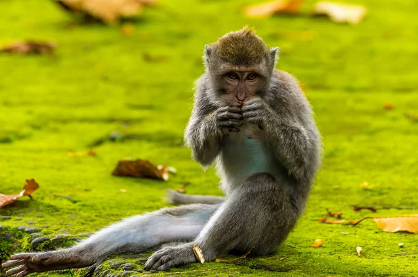 Mono Cola Larga Joven Comiendo Bosque Monos Cerca Ubud Bali — Foto de Stock