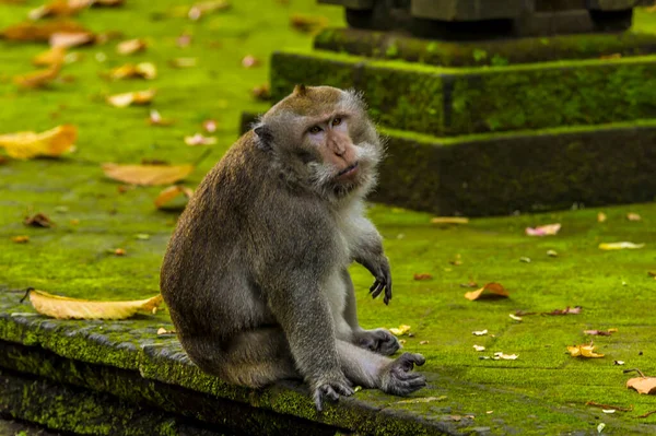 Ein Erwachsener Langschwanzaffe Beobachtet Jüngere Affen Beim Spielen Affenwald Nahe — Stockfoto