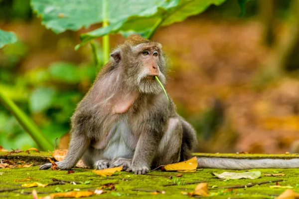 Una Alerta Monos Cola Larga Adultos Bosque Monos Cerca Ubud — Foto de Stock