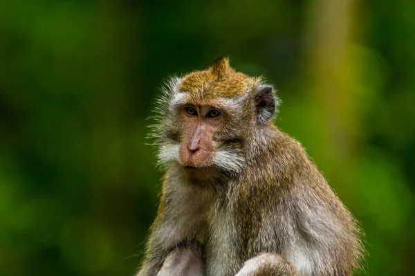 Primer Plano Joven Mono Cola Larga Bosque Monos Cerca Ubud — Foto de Stock