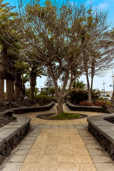 Ein Baum Garten Neben Der Lagune Von Charco San Gines — Stockfoto