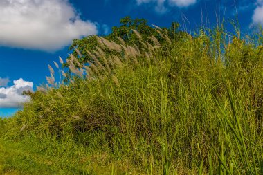 Şeker kamışı Barbados 'un güneşinde olgunlaşıyor.