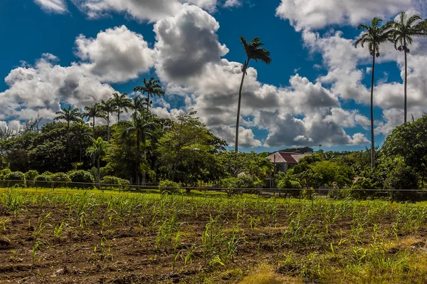 Young Sugar Cane Plants Grow Plantation Barbados — Stock Photo, Image