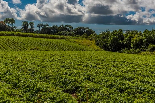 Barbados kırsalında tatlı patates yetiştiren zengin tarım arazisi