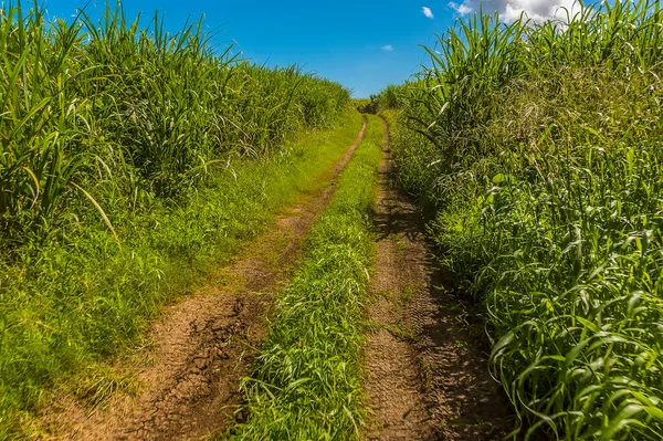 Viajando Entre Campos Cana Açúcar Que Crescem Campo Barbados — Fotografia de Stock