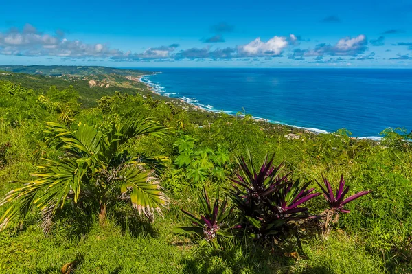 Blick Bootslilienpflanzen Auf Den Hackleton Cliffs Entlang Der Atlantikküste Barbados — Stockfoto