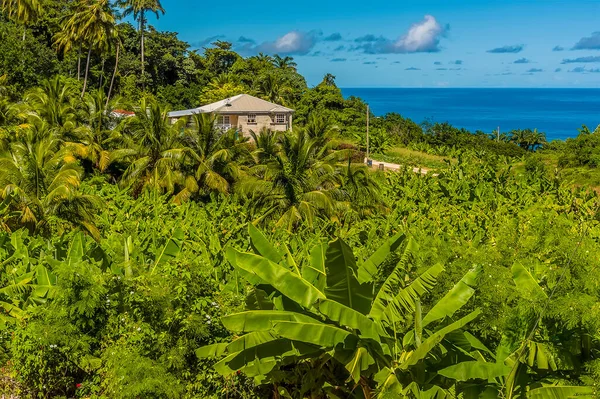Abundant Vegetation Covers Slopes Atlantic Coast Barbados — Stock Photo, Image
