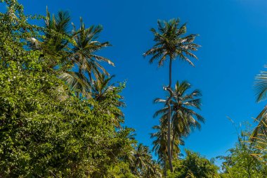 Barbados 'un Atlantik kıyısındaki Kraliyet Palmiyesi' nde spiral şeklinde bir gövde.