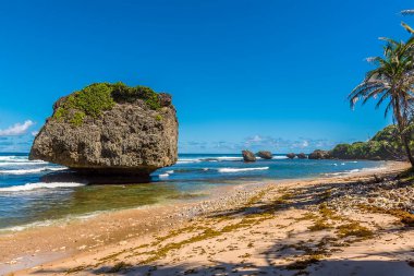 Barbados 'un Atlantik kıyısındaki Bathsheba Sahili kıyısı boyunca bir manzara.