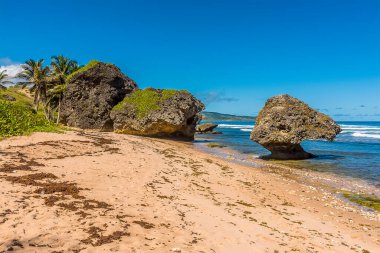 Barbados 'un Atlantik kıyısındaki Bathsheba Sahili' ndeki dalgalı kaya parçalarının en önemli örneklerinden biri.