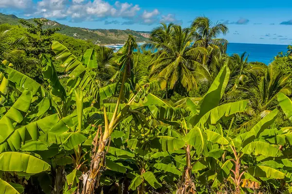 Vistazo Costa Este Barbados Través Dosel Palmeras —  Fotos de Stock