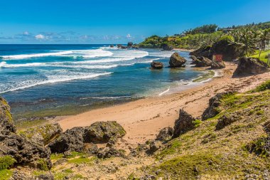 Atlantik silindirleri Barbados 'un Atlantik kıyısındaki Bathsheba Sahili' ne ulaşır.