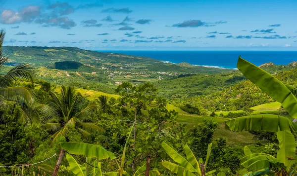 Uitzicht Palmbladeren Naar Atlantische Kust Van Barbados — Stockfoto