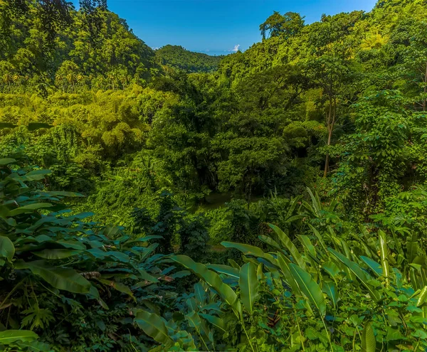 Una Vista Través Del Dosel Selva Monte Soufriere San Vicente — Foto de Stock