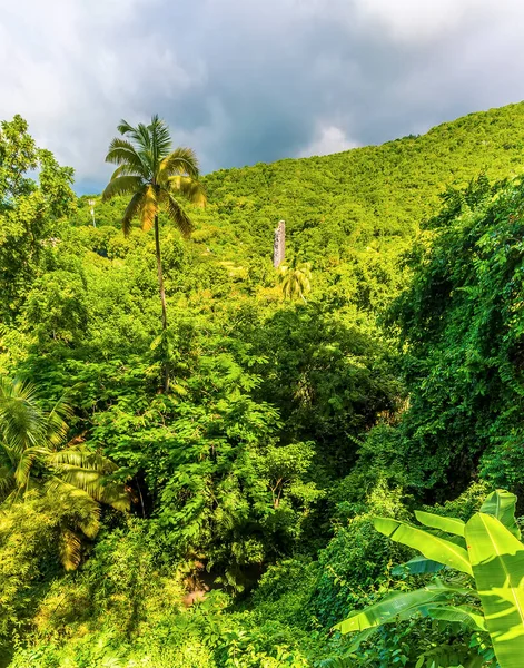 Pohled Svěží Deštný Prales Kitts — Stock fotografie