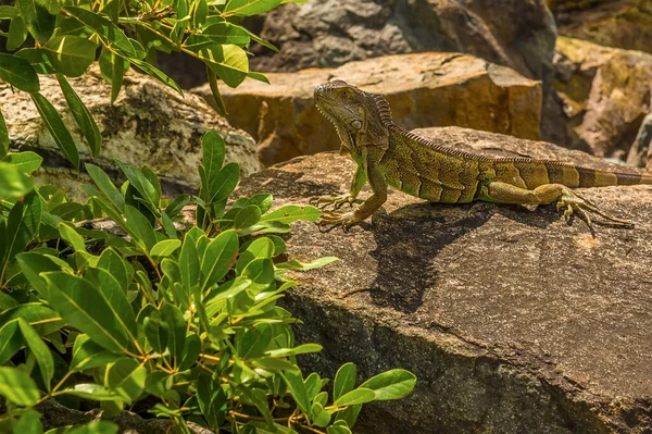 Uma Iguana Nas Defesas Portuárias Marigot Martin — Fotografia de Stock
