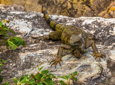 Marigot, St Martin 'deki liman savunmasında iguana alarmı.