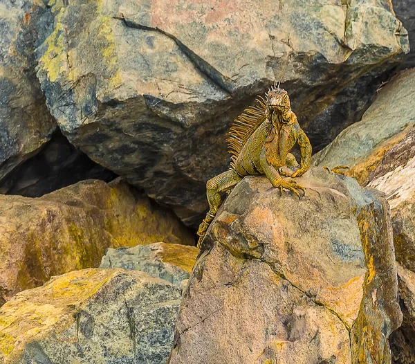 Ein Leguan Klettert Über Die Hafenmauern Von Marigot Martin — Stockfoto