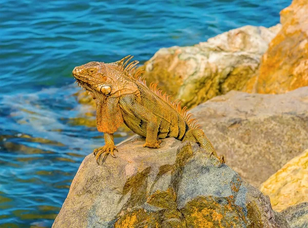 Uma Vista Perto Uma Iguana Sobre Defesas Portuárias Marigot Martin — Fotografia de Stock