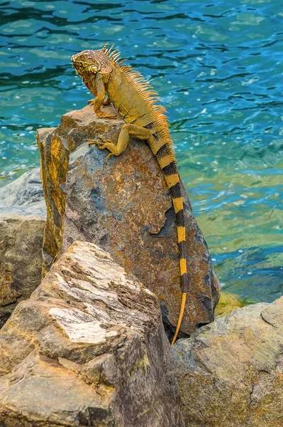 Uma Grande Iguana Masculina Alerta Sobre Defesas Portuárias Marigot Martin — Fotografia de Stock