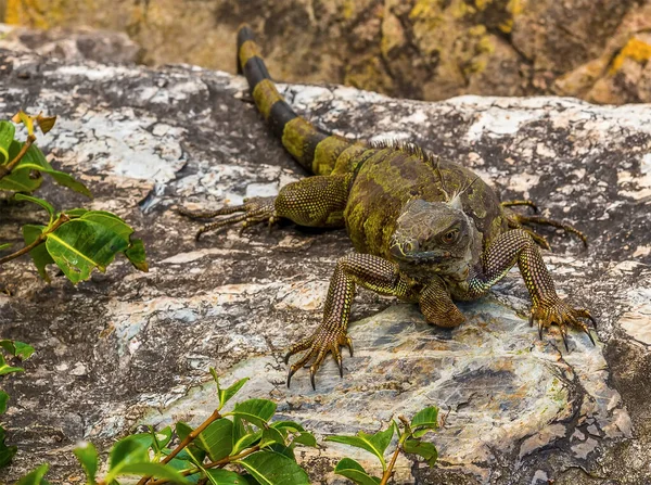 Close Alerta Iguana Sobre Defesas Portuárias Marigot Martin — Fotografia de Stock