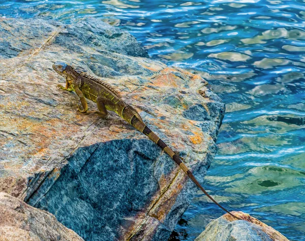 Bir Iguana Martin Deki Marigot Liman Savunmasını Hızla Geçiyor — Stok fotoğraf