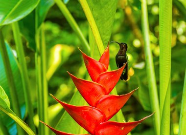 Kırmızı bir Heliconia çiçeği St. Lucia 'da Soufriere yakınlarında bir sinekkuşunu cezbeder.