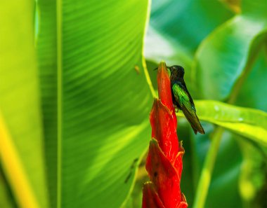 St. Lucia 'da Soufriere yakınlarında kırmızı bir Heliconia çiçeğinin tepesinde bir sinekkuşu.