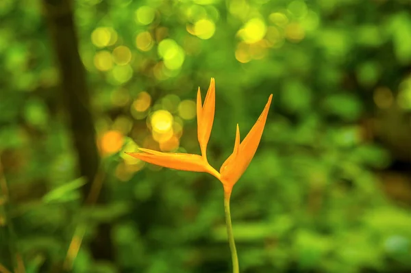 Pohled Tropicky Žlutou Květinu Bird Paradise Blízkosti Soufriere Lucia — Stock fotografie