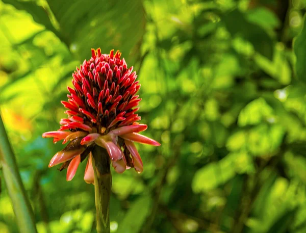 View Tropical Pink Torch Ginger Flower Soufriere Lucia — Stock Photo, Image
