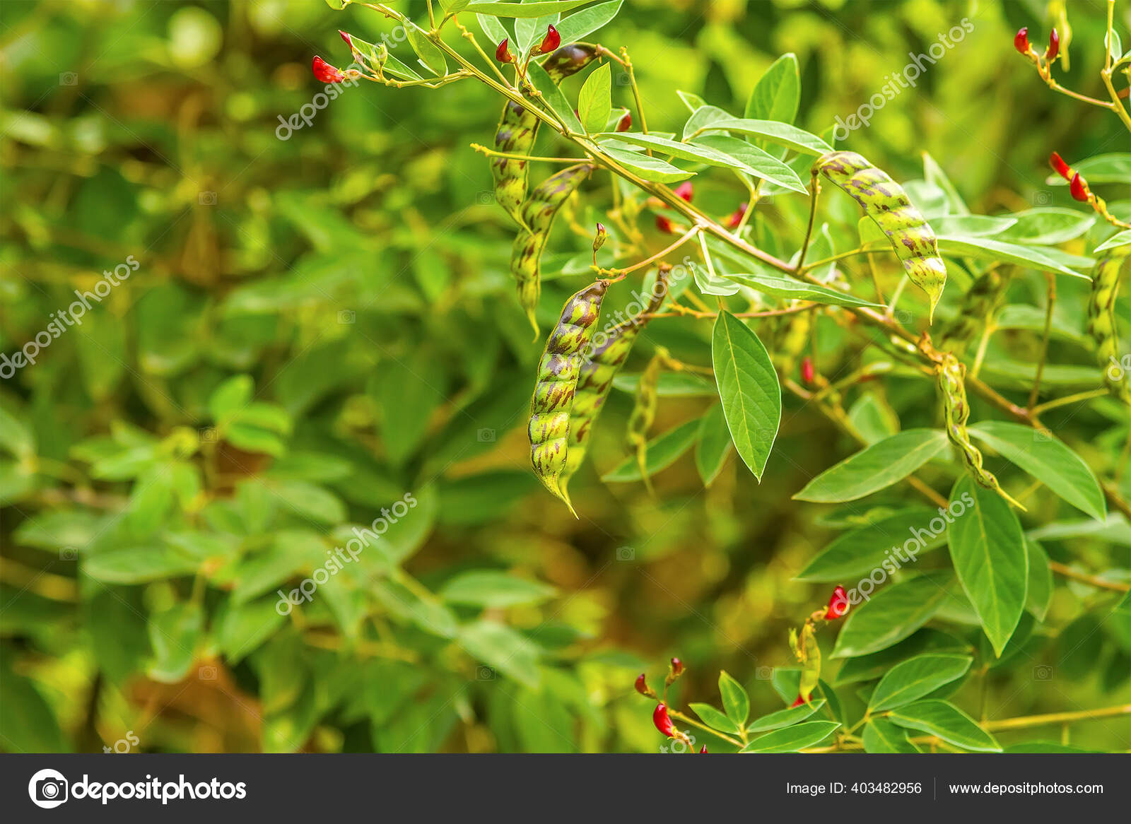 View Pigeon Peas Growing Wild Grenada Stock Photo by ©nikkiapul 403482956